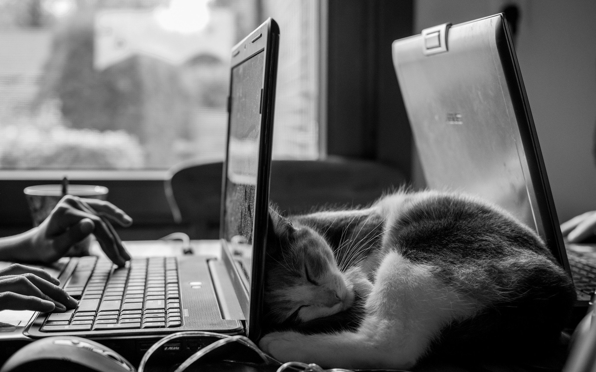 teletrabajo ordenador y gato